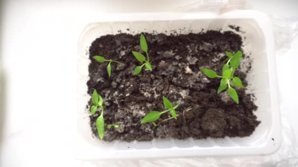 Małe sadzonki rosnące w plastikowym garnku w szklarni na parapecie — Wideo stockowe