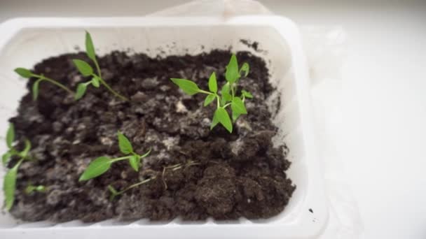 Bir kabın içinde kırmızı biber tohumları, bahar ekimi için hazırlanıyor, ekim mevsimi için yeşil filizler yetiştiriyor — Stok video