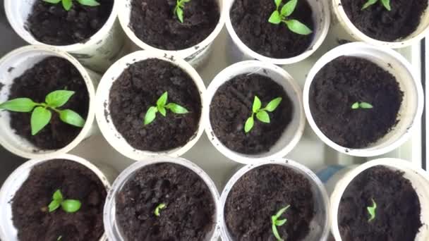 Pan over rijen van jonge planten in de kwekerij, klaar voor het planten in de tuin, jonge groene plant zaailingen — Stockvideo
