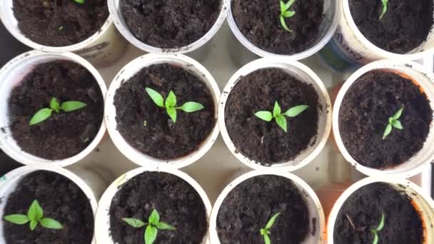 幼嫩的绿色植物幼苗，横跨苗圃内成排的幼苗，准备种植于花园 — 图库视频影像