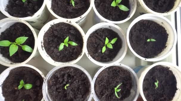 Små plantespirer som vokser i plastkrukker på vinduskarmen – stockvideo