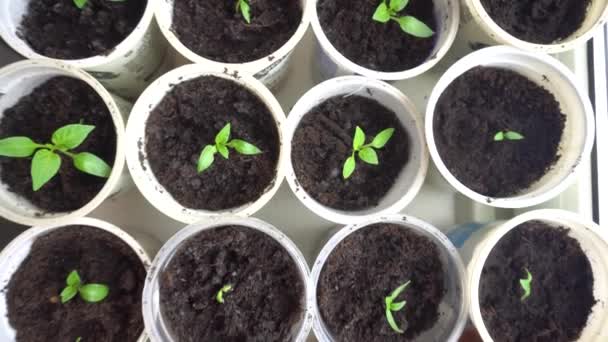 Plántulas de plantas pequeñas creciendo en macetas de plástico en el alféizar de la ventana — Vídeo de stock