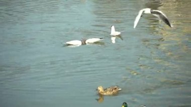 Vahşi su kuşları kara kafalı martılar gölette çiftleşme dansı yapıyorlar.