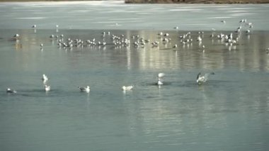 Birçok vahşi kuş, buzlu bir gölette ördek ve martılar, vahşi doğadaki su kuşları.