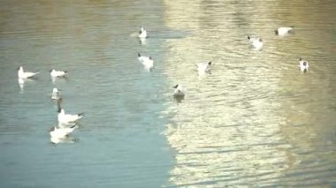 Birçok su kuşu ördek, drake ve siyah başlı martılar rasgele su deposunda yüzerler.