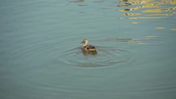 Duck pływa w wodzie zbliżenie, Drake pływanie w jeziorze — Wideo stockowe