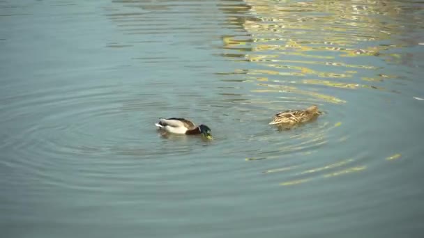 Vildlevande akvatiska fågeldrake livnär sig på en brödbit som kastas i en damm — Stockvideo