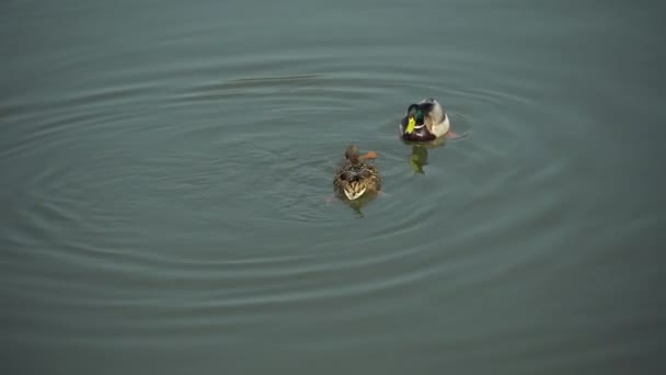 Wild aquatic bird duck and drake peck a piece of soaked bread in the water — Stock Video