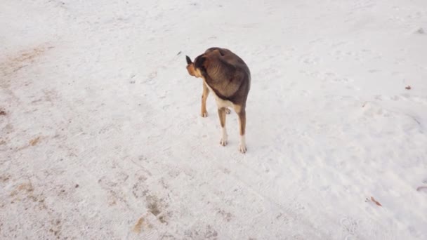 A well-groomed yard dog looks around and runs away in the snow in winter — Stock Video
