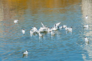 Sürü ördekleri ve drenler temiz bir su deposunda yan yana yüzerler, kuşlar suda yüzerler.