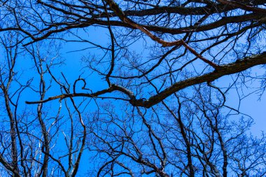 Ağaçların dalları mavi gökyüzü arka planında, uğursuz manzarada, korkunç arka planda, korkunç dokuda