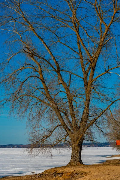 A huge tree on the shore of a frozen lake against the background of a blue sky, a tree on the beach