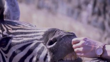 Zebra genç bir kızın elinden yer, zebrayı yakın plan ile besler.
