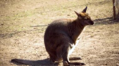 Yavru kanguru kaşır, çiğner ve kulaklarını oynatır. Antilopine wallaroo, Macropus antilopinus