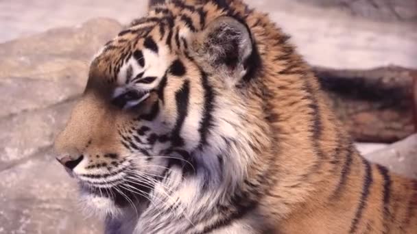 Fáradt bengáli tigris pihen és körülnéz prédát keresve. — Stock videók