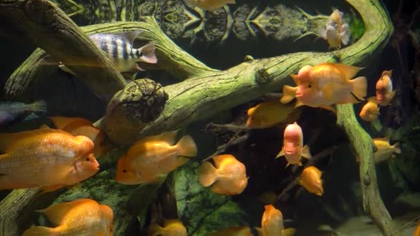 Acuario lleno de piedras, ramas de madera y algas. Hermosos peces de diferentes tamaños nadan en agua transparente del acuario — Vídeos de Stock