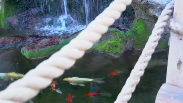 Puente colgante sobre un estanque con peces exóticos y una cascada en la selva verde — Vídeos de Stock