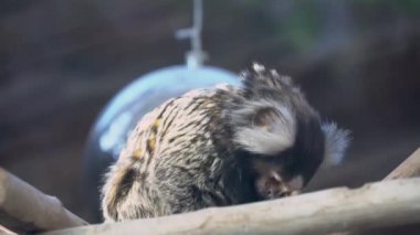 Brezilya 'nın yerlisi küçük maymun, callithrix jacchus ya da sagui çabucak dans eder. Vahşi doğada ortak marmoset