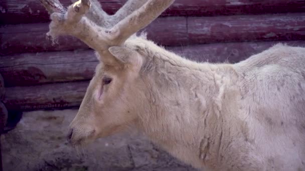 Белый старый олень крупным планом. Весной оленьи рога. Олень альбинос — стоковое видео