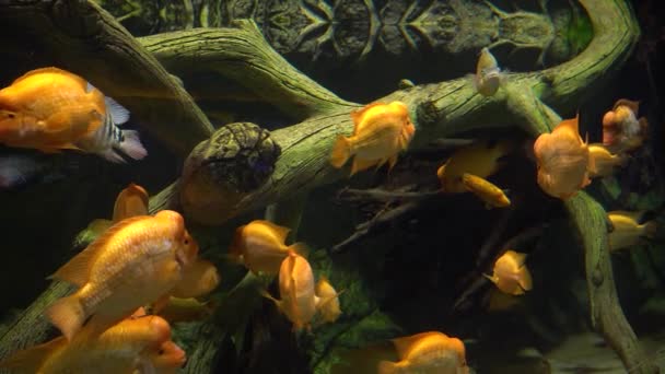 Los peces del acuario amarillo nadan lentamente entre la madera a la deriva bajo el agua. Mundo submarino de los peces — Vídeo de stock