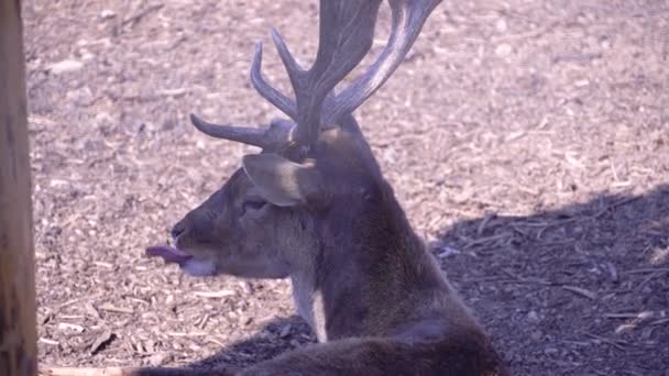 Een jong hert ligt op de grond en likt zijn lippen, een jonge gehoornde artiodactylus kauwt voedsel — Stockvideo