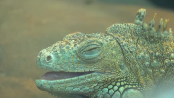 Vanlig grön leguan öppnar långsamt sina ögon, stor ödla i den vilda, amfibiska fjälliga reptil — Stockvideo
