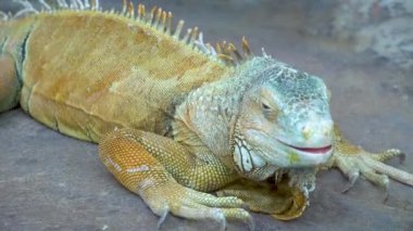 Pençeleri ve uzun pençeleriyle kameraya bakan sıradan bir yeşil iguana.