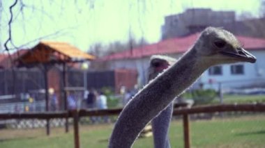 Devekuşlarını beyaz somun ekmekle besleyen devekuşunun başı boynunda kararsızdır.