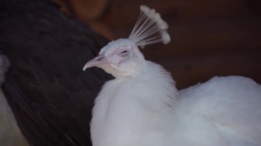 Beyaz tavus kuşu çığlıklarına yakın plan, Hint beyaz tavus kuşu cıvıltıları, vahşi doğa