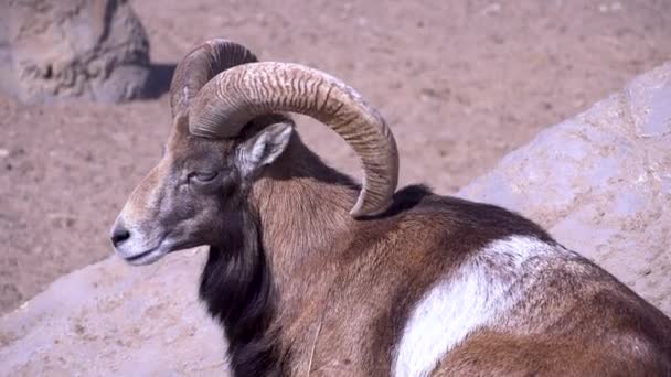 Mouflon europeo tomando el sol tumbado en una piedra, ovejas domésticas en la tarde primer plano — Vídeos de Stock