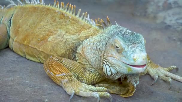 一般的な緑iguanaとともにpawsと長い爪見ますカメラ — ストック動画
