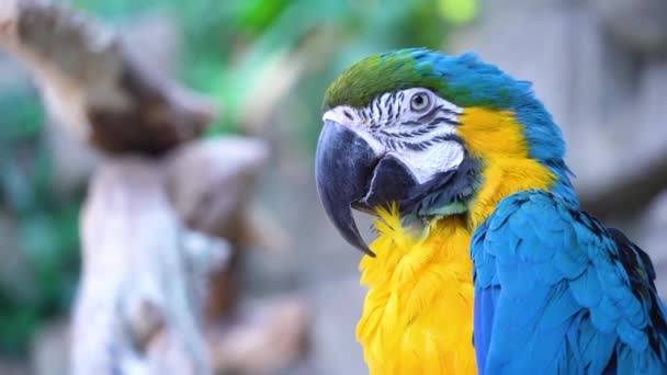 Loro guacamayo azul con un enorme pico mira a la cámara de cerca — Vídeos de Stock