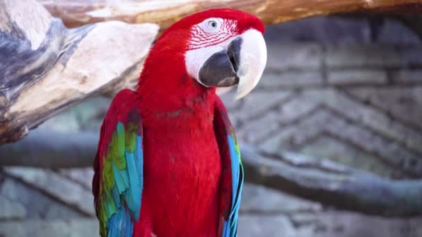 Roter Ara-Papagei mit riesigem Schnabel blickt in die Kamera und geht dann abrupt aus Nahaufnahme — Stockvideo