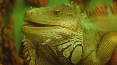 Yaygın yeşil iguana ağzını açtı ve ormana baktı.