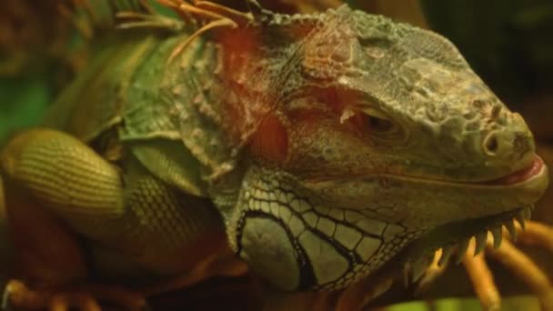 일반적 인 녹색 이구아나는 혀를 내밀고 덤불 속에서 먹이를 찾는다 — 비디오