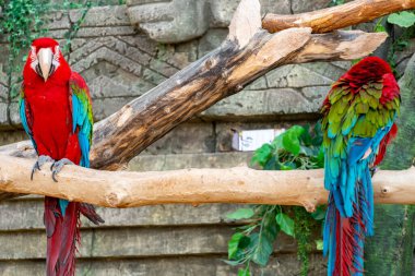 Büyük gagalı kırmızı papağan sürüsü orman arka planındaki dalda oturuyor. Büyük ara papağanı.