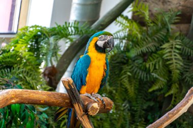 Blue and yellow macaw parrot with a huge beak looks at the camera close-up clipart