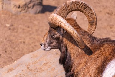 Avrupai bir muflon güneş altında kapalı gözlerle bir kayanın üzerinde güneşleniyor. Evcil koyunlar