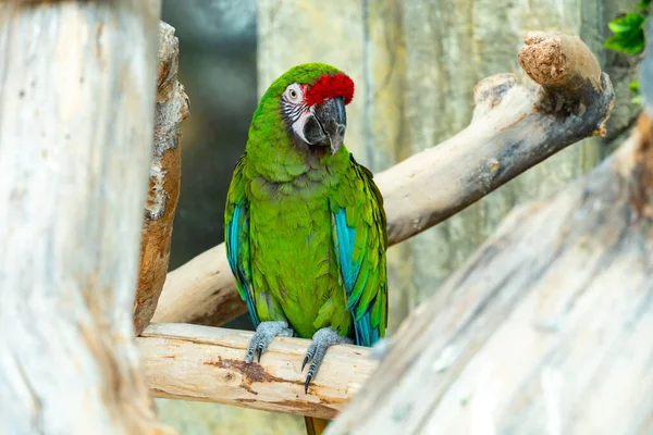 Big ara parrot with huge beak sit on the branch and looking at the camera. Green-red macaw parrot close-up