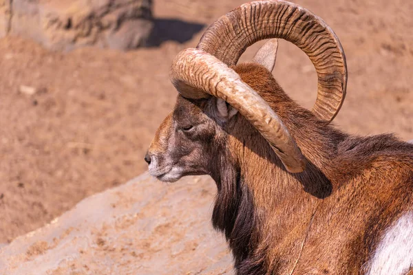 European mouflon close-up basking in the sun lying on a rock with closed eyes. Domestic sheep — Stock Photo, Image