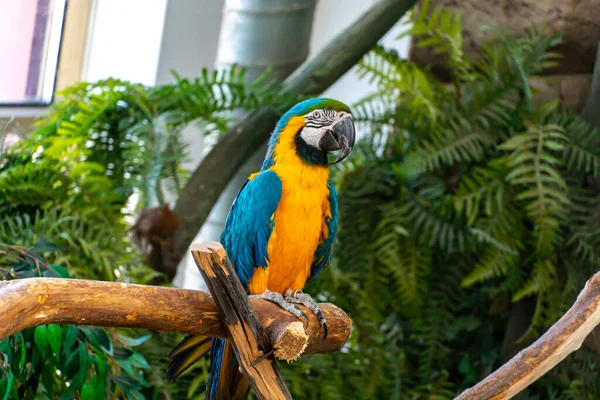 Blå och gul papegoja med stor näbb tittar på kameran närbild — Stockfoto