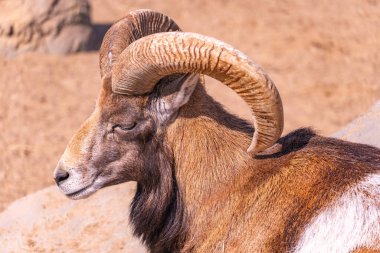 Avrupai bir muflon güneş altında güneşleniyor bir taşın üzerinde, öğleden sonra evcil bir koyun.