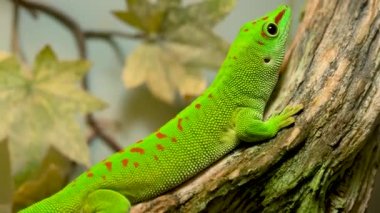 Küçük yeşil ve sarı Madagaskar günü kertenkelesi dalda oturuyor. Sürüngen Phelsuma ormanda parlak güneşin altında nefes alır..