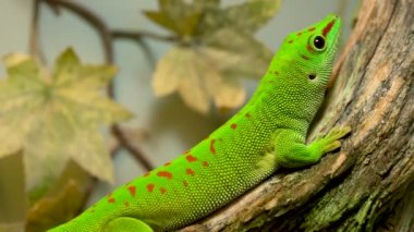 Küçük yeşil ve sarı bir Madagaskar günü kertenkelesi, dalda yakın planda duruyor. Sürüngen Phelsuma ormanda parlak güneşin altında nefes alır..