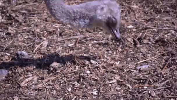 De struisvogel pikt voedsel uit de grond. Het hoofd van een struisvogel op een lange nek voedt zich vanaf de grond close-up — Stockvideo