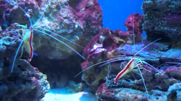 Lysmata debelius shrimp chrysiptera cyanea, coral. 태평양 청소부 새우 lysmata amboinensis — 비디오