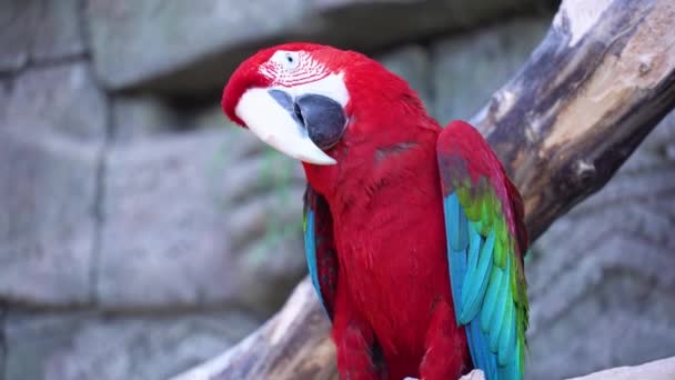 Czerwona papuga macaw ara zbliżenie z ogromnym dziobem siedzi na gałęzi, odwraca głowę i patrzy w obiektyw — Wideo stockowe