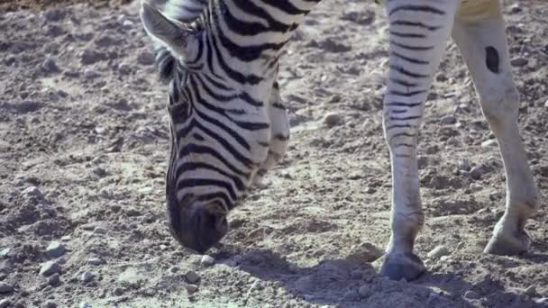 Zebra sniffs sand in the pasture, animal zebra eats sand close-up — Stock Video