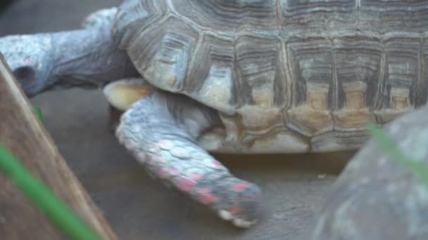 Turtle racing närbild. En sköldpadda jagar en annan sköldpadda över stenar i djungeln. — Stockvideo