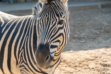 Yakın çekim zebra başı gün batımında güneş ışınlarında kameraya bakar, toynaklı zebra çizgili